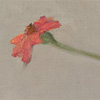 zinnia with plate